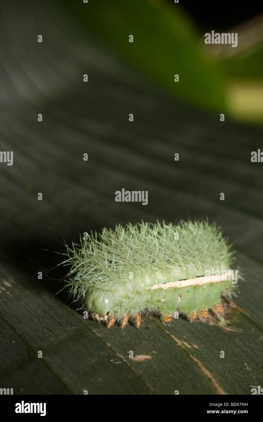 Tropical caterpillar, order Lepidoptera, on heliconia leaf. Photographed in Costa Rica Stock
