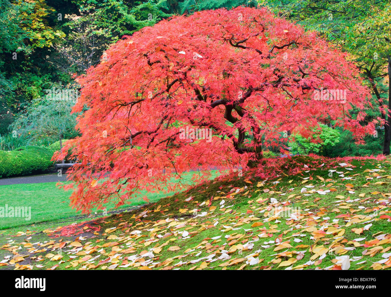 Japanese Maple tree in fall color. Portland Japanese Gardens. Oregon Stock Photo