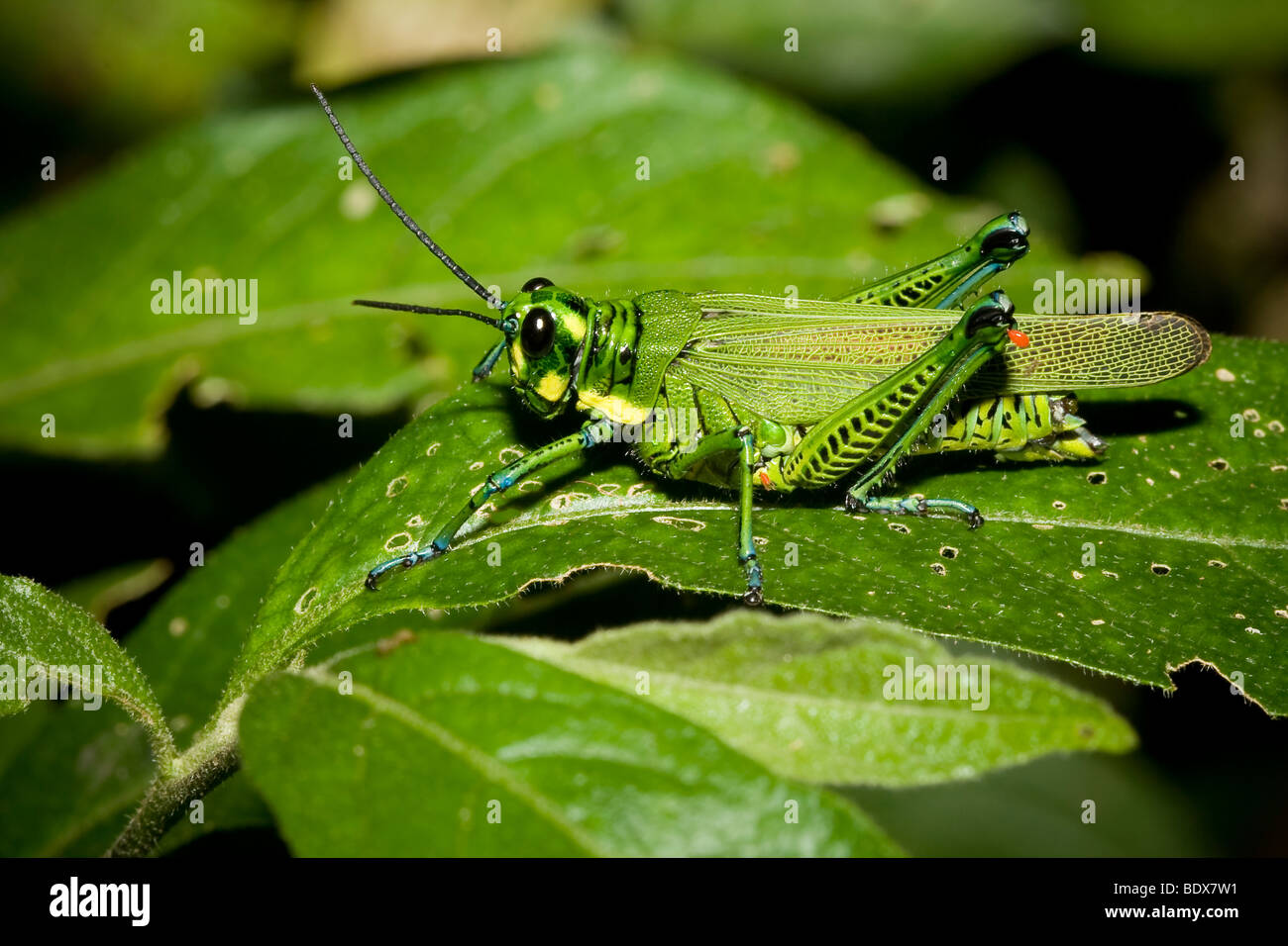 A bright green order Orthoptera. Photographed in the