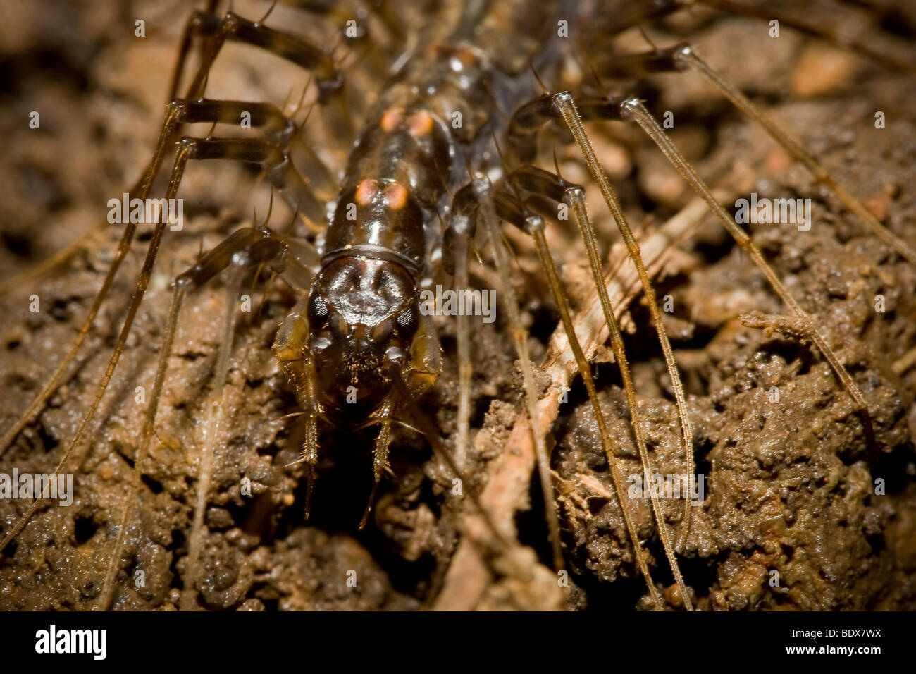 Cave centipede hires stock photography and images Alamy