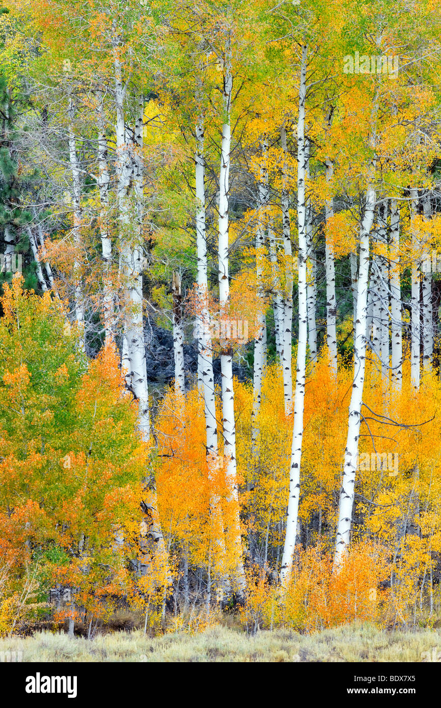 Fall colored aspen trees. Inyo National Forest. California Stock Photo