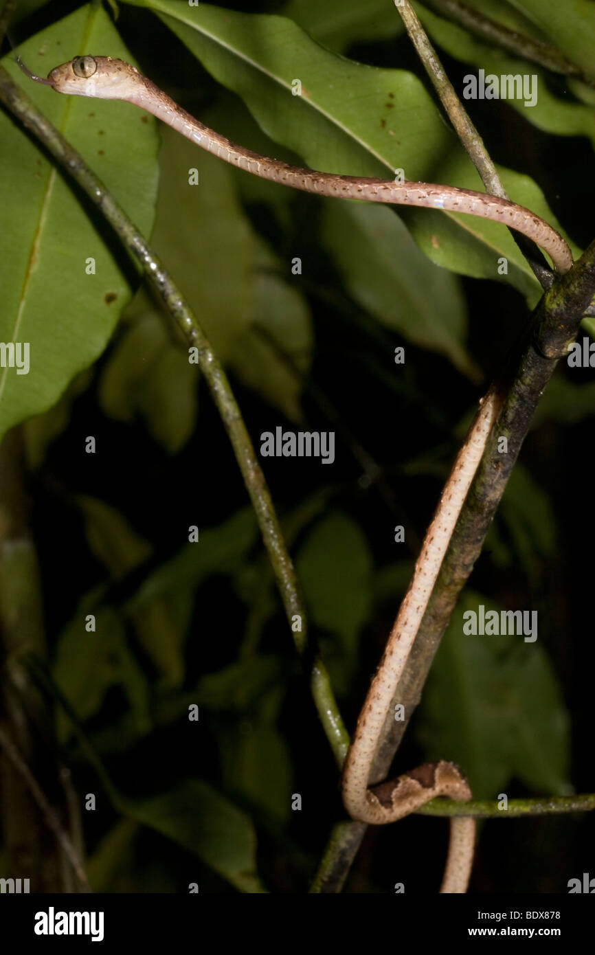 An arboreal blunthead tree snake (Imantodes cenchoa) on the move ...