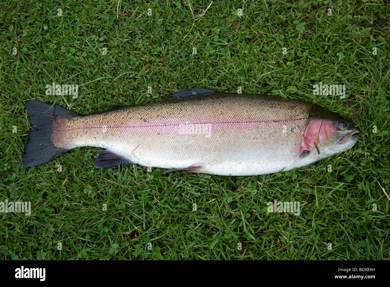Large 5lb 4oz rainbow trout caught at Avington fishery, Winchester, Hampshire, England. Stock Photo