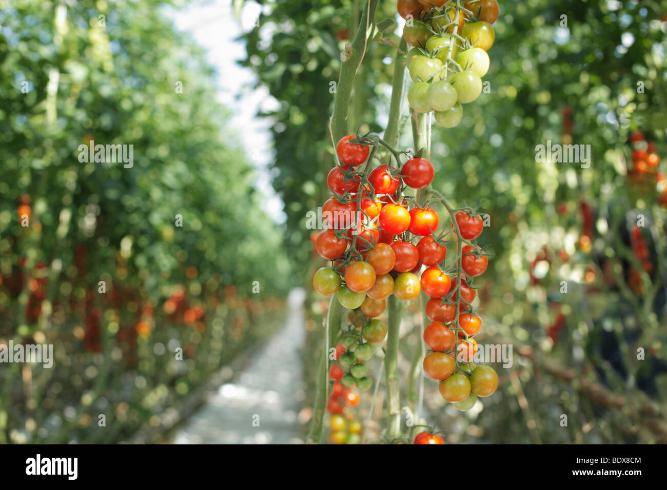 Cherry tomatoes growing in a greenhouse Stock Photo - Alamy