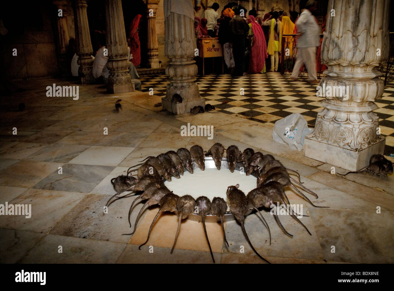 Rats drinking milk in the Rat Temple. Deshnok,  Rajasthan India. Stock Photo