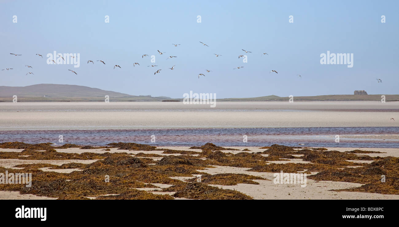 Oyster Catchers in Flight on North Uist, Outer Hebrides Stock Photo