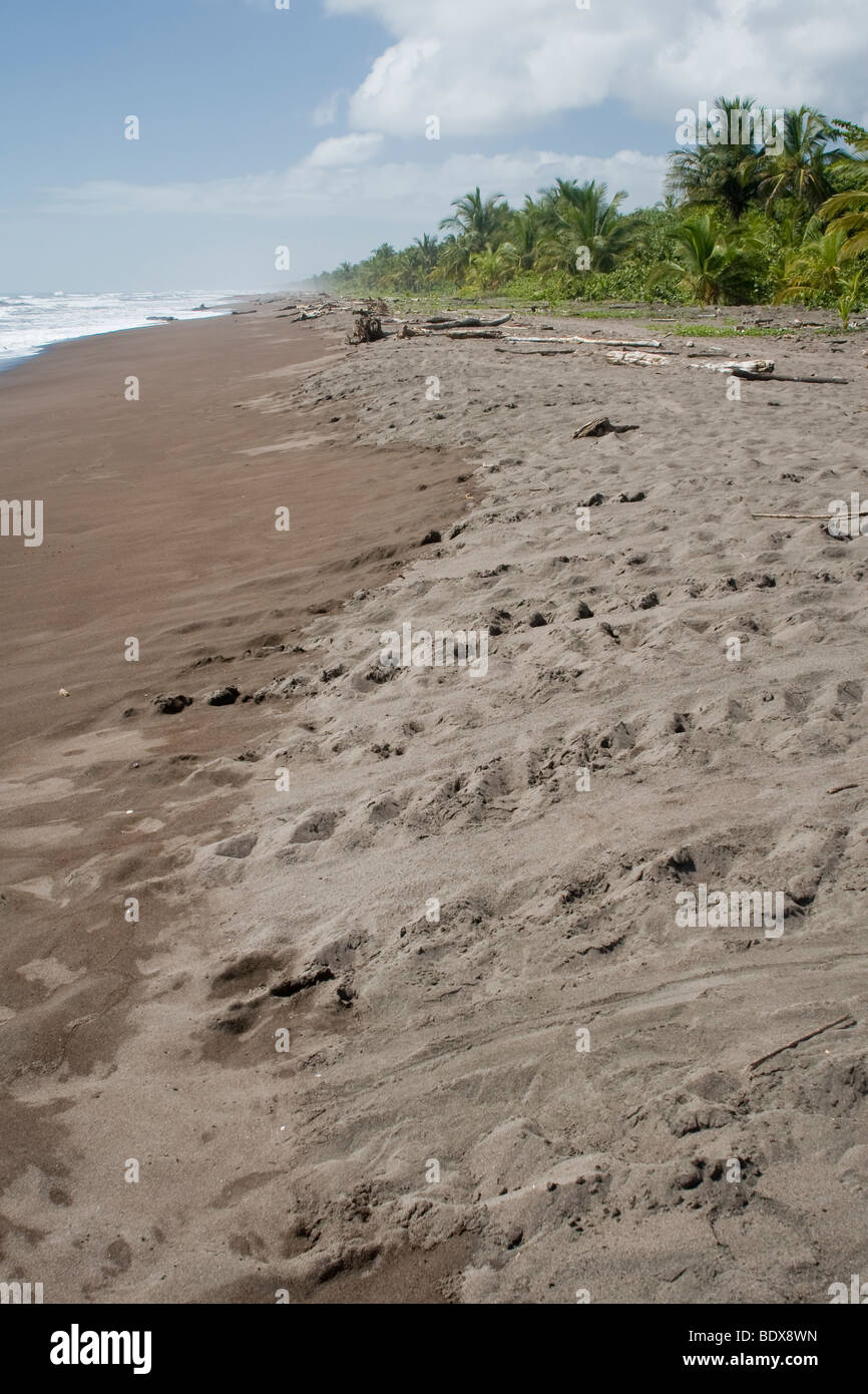 sea-turtle-tracks-in-sand-hi-res-stock-photography-and-images-alamy