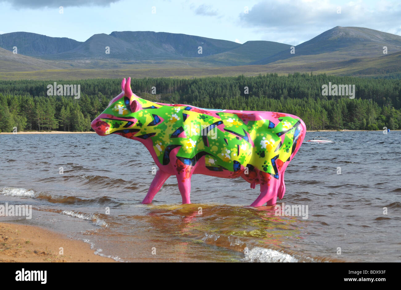 A fluorescent  lime and pink cow on a surfboard at Loch Morlich,  with the Cairngorms in the distance. Stock Photo