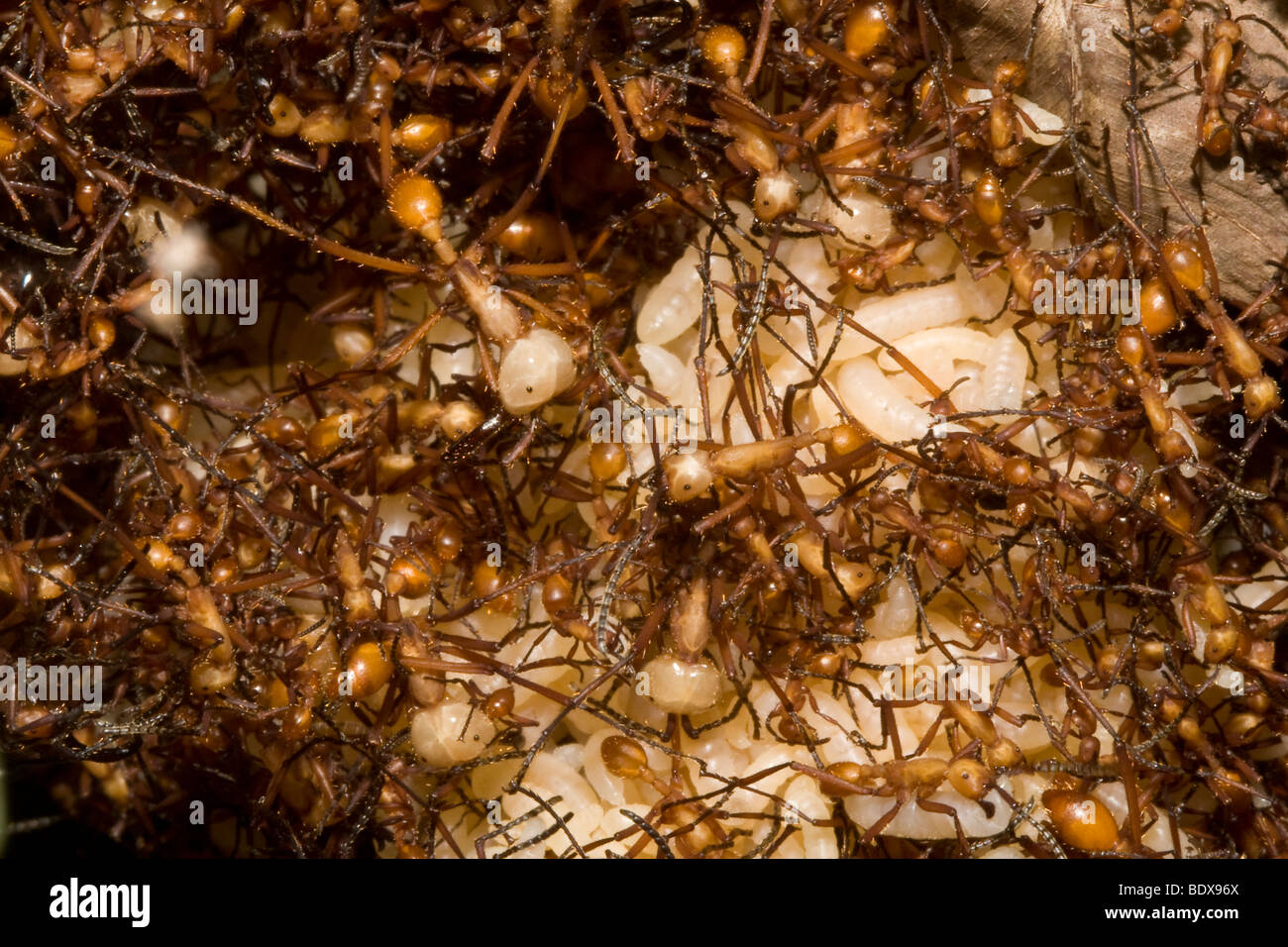 Army ants on the move. Order Hymenoptera, family Formicidae. Photographed in Costa Rica. Stock Photo