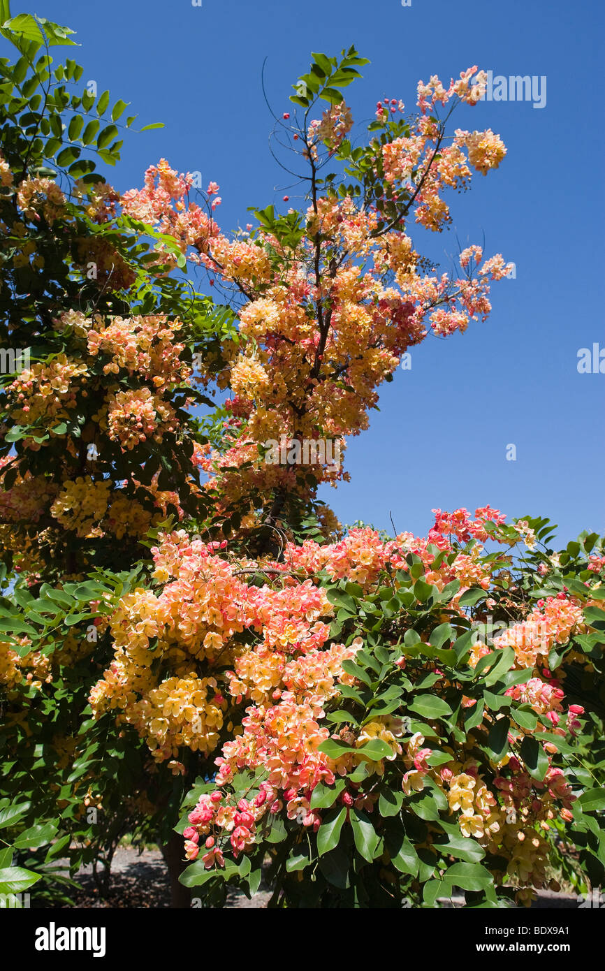 A hybrid rainbow shower tree (Cassia jauanica) in full bloom in Hawaii