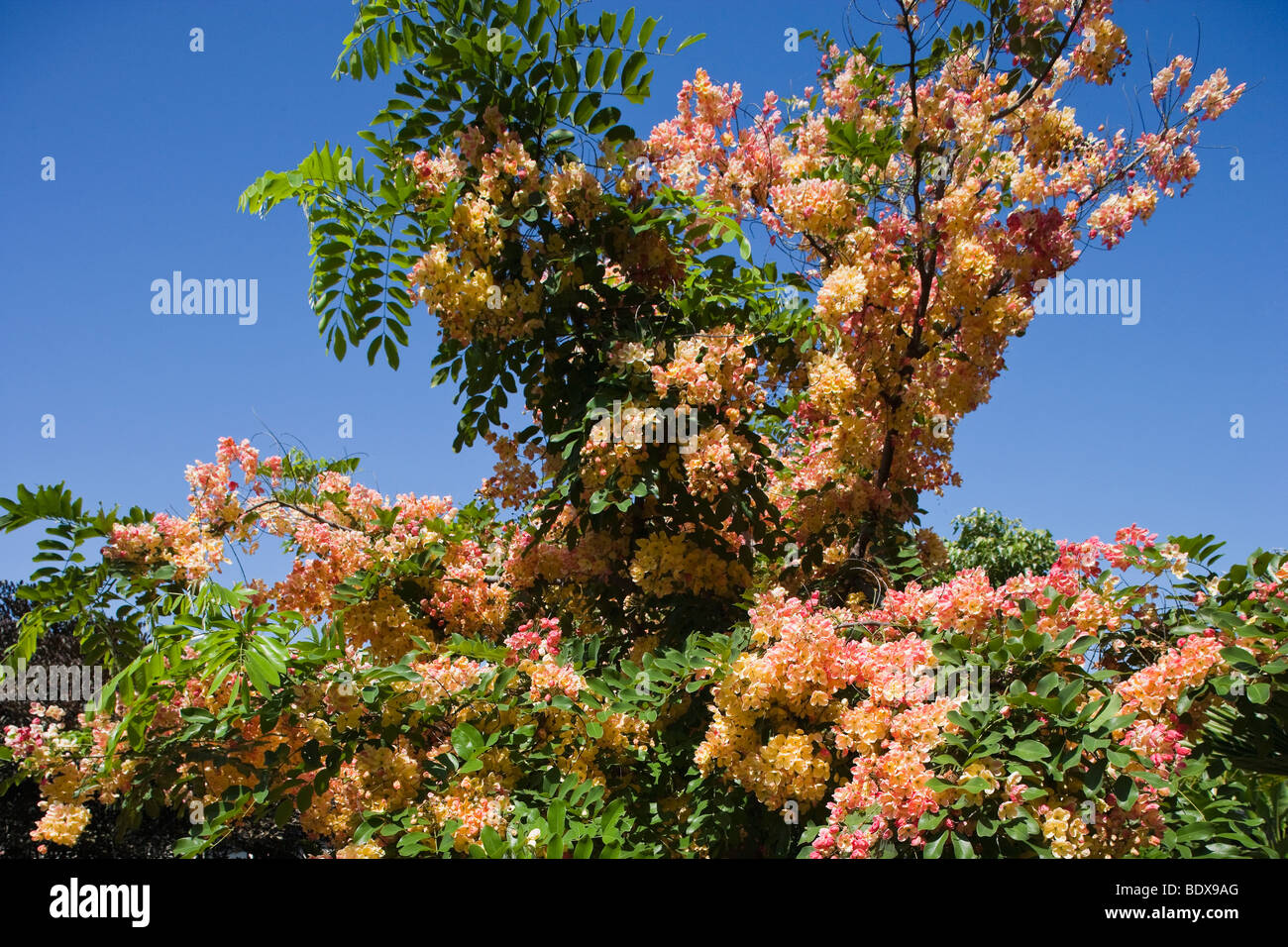 A hybrid rainbow shower tree (Cassia jauanica) in full bloom in Hawaii