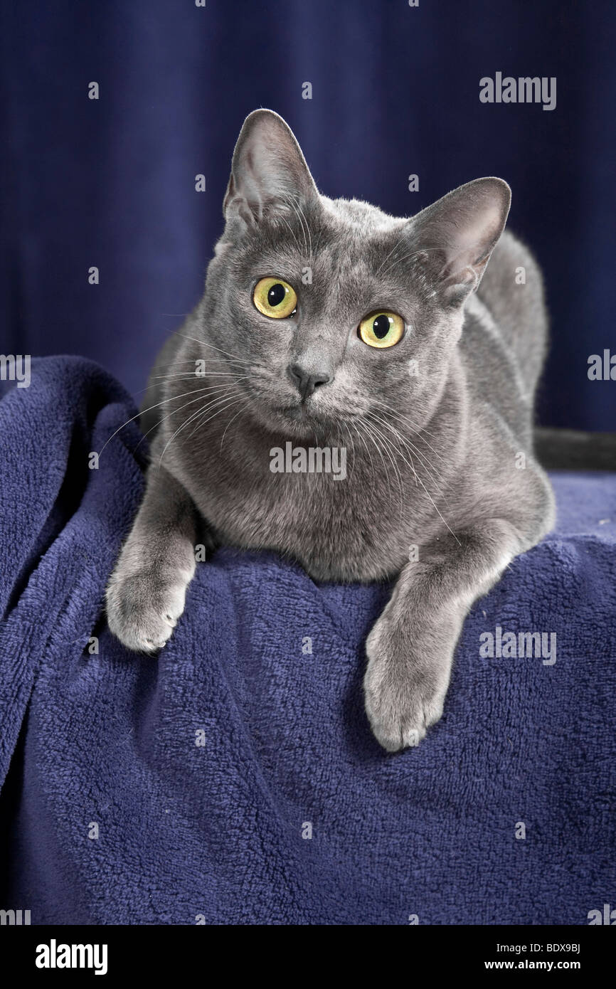 Korat cat, lying Stock Photo