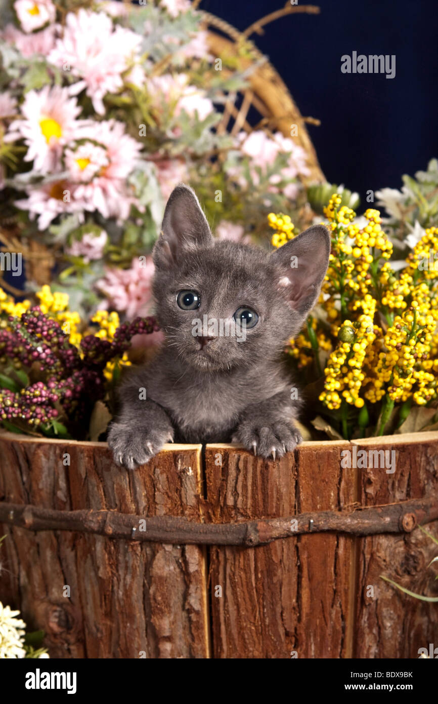 Korat kitten, 5 weeks, sitting in a flower pot Stock Photo