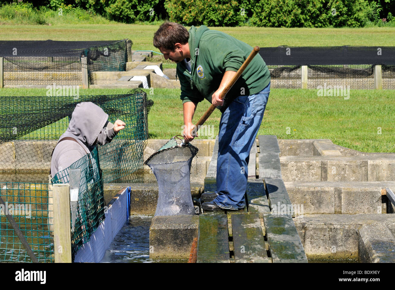 Workers at Sandwich Cape Cod Fish Hatchery netting farm raised fresh water trout for release in