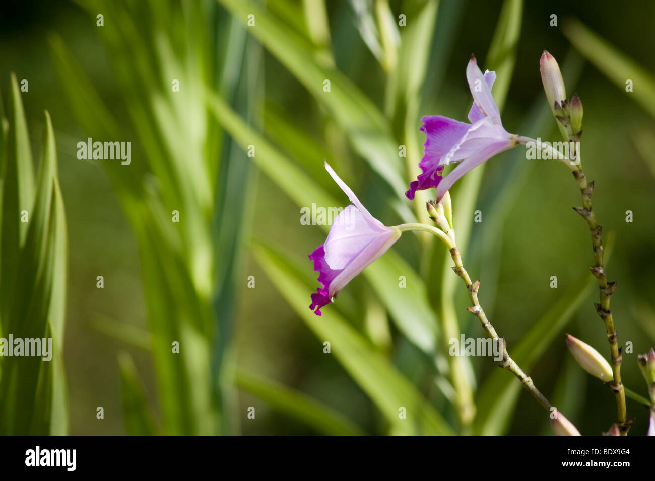 Bamboo orchid, Arundina graminifolia. Photographed in Panama. Stock Photo