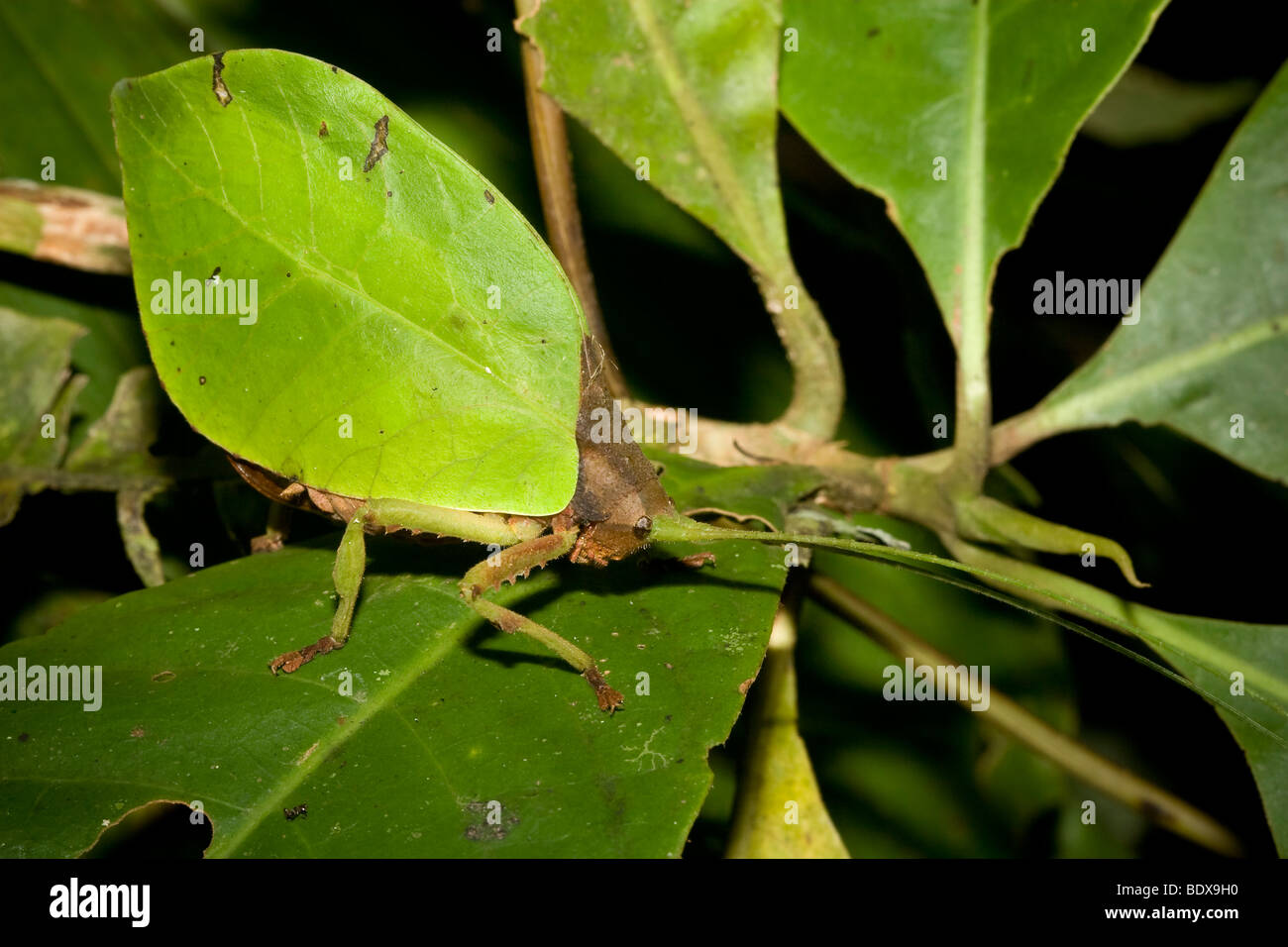 A well-camouflaged katydid, order Orthoptera, family Tettigoniidae. Photographed in Panama. Stock Photo