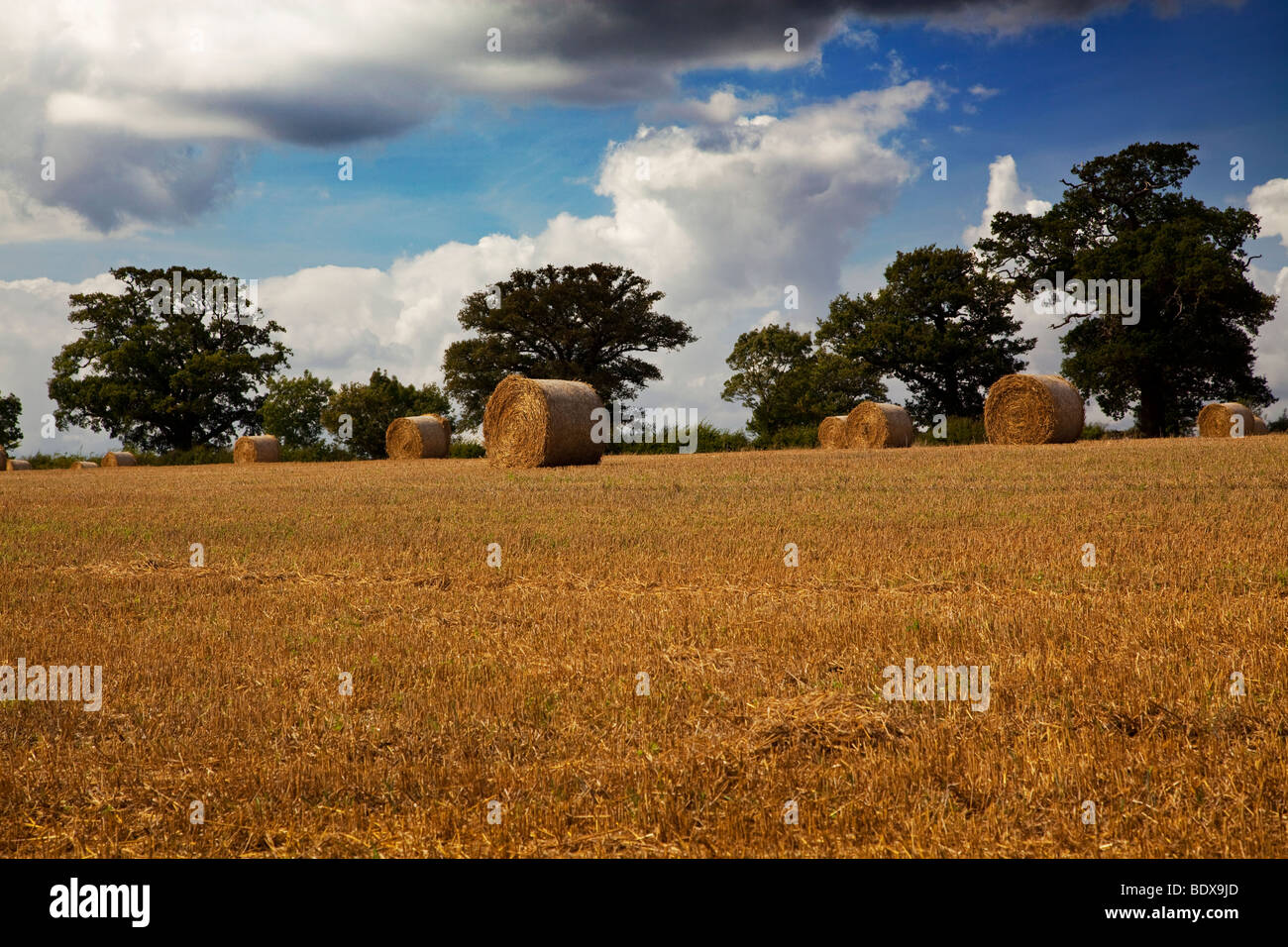 Hay rolls drying in a wheat field in Hertfordshire Stock Photo - Alamy