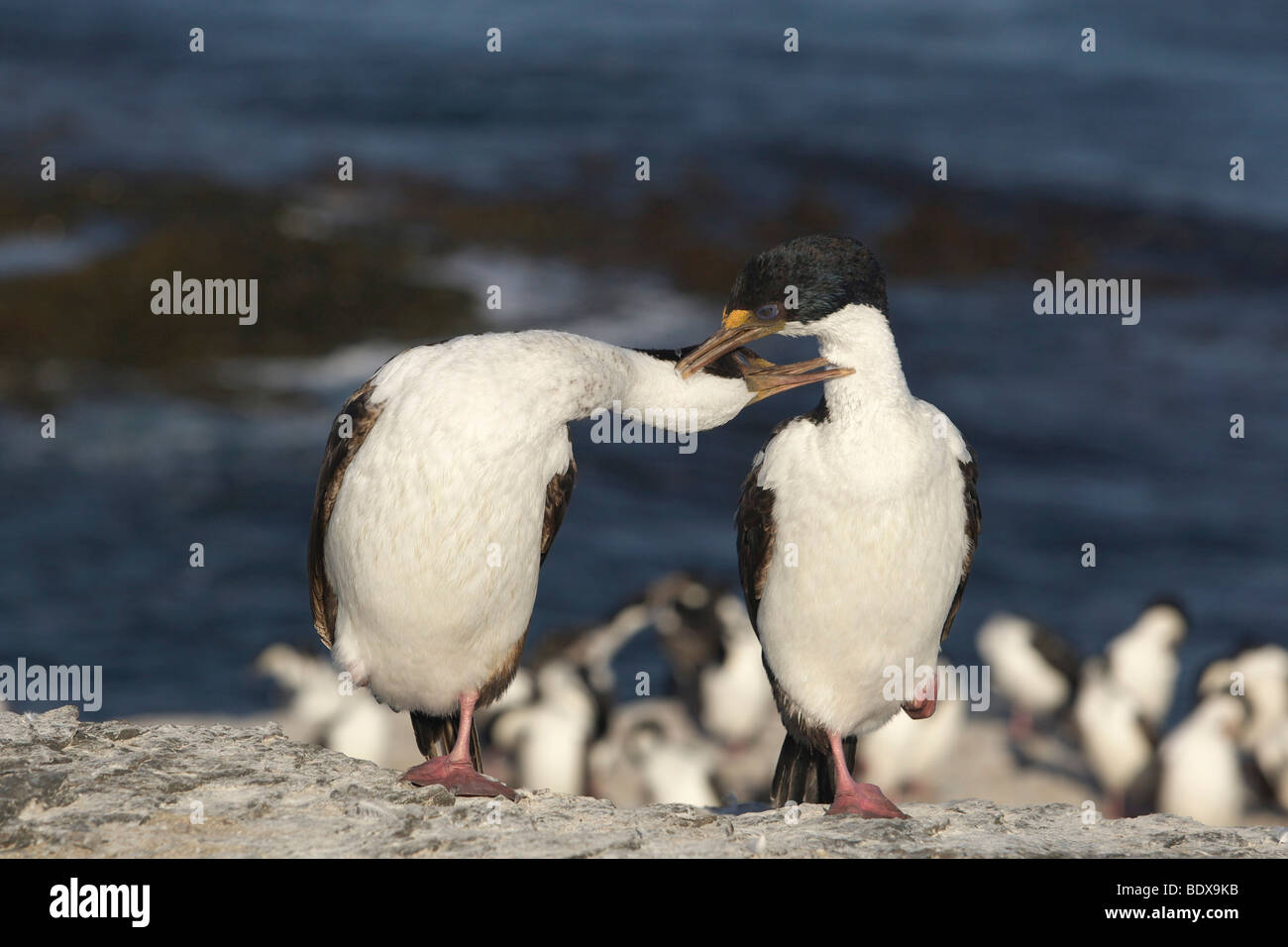 Imperial Shags (Phalacrocorax atriceps), Falkland Islands, South America Stock Photo