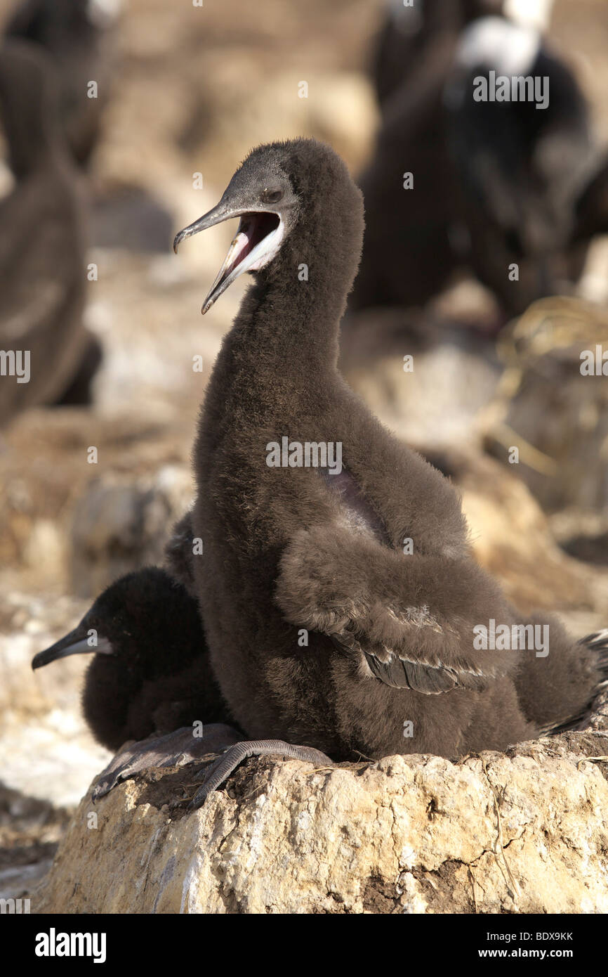 Imperial Shag (Phalacrocorax atriceps), Falkland Islands, South America Stock Photo