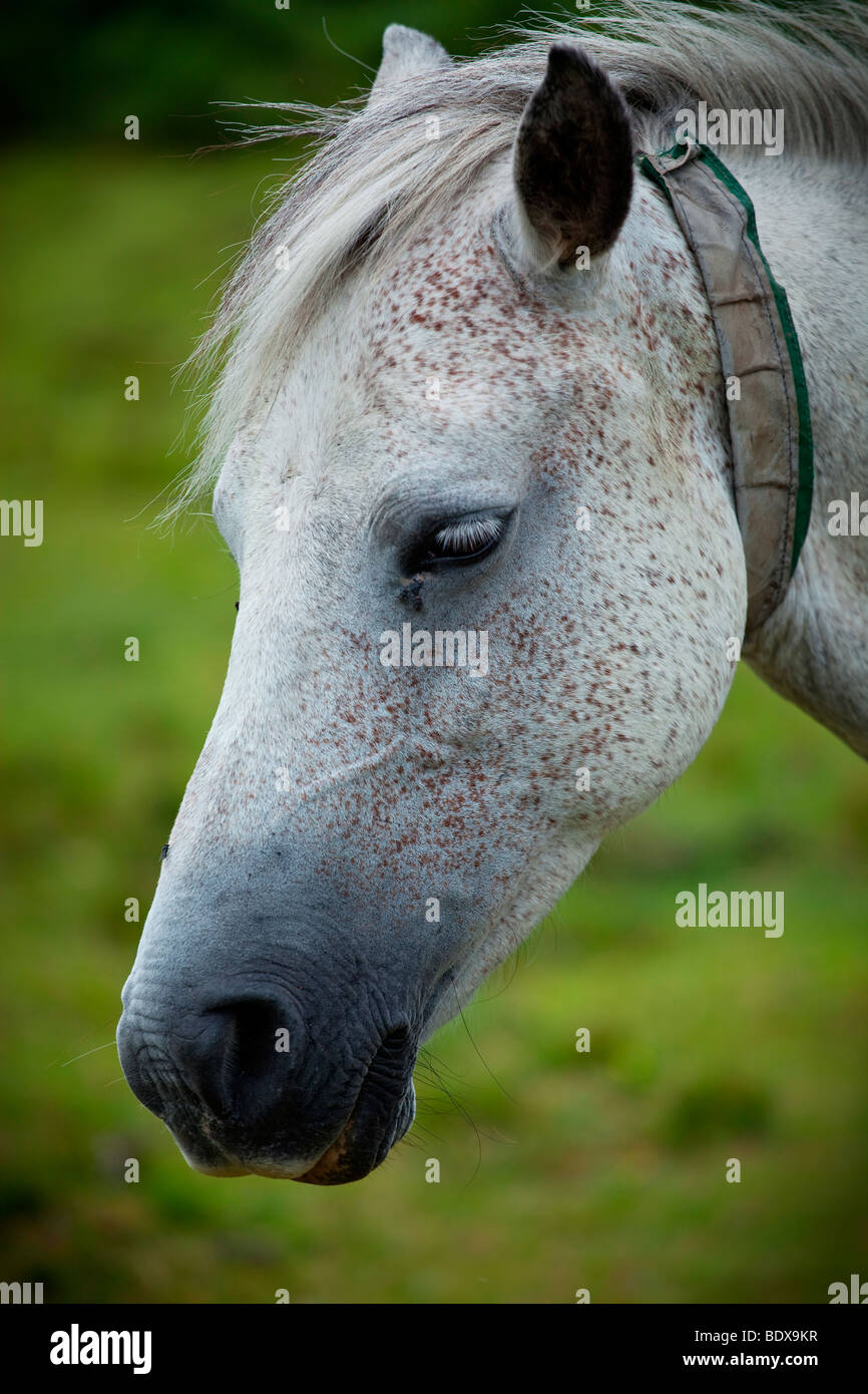 Portrait of white speckled horse in the New Forest Stock Photo Alamy