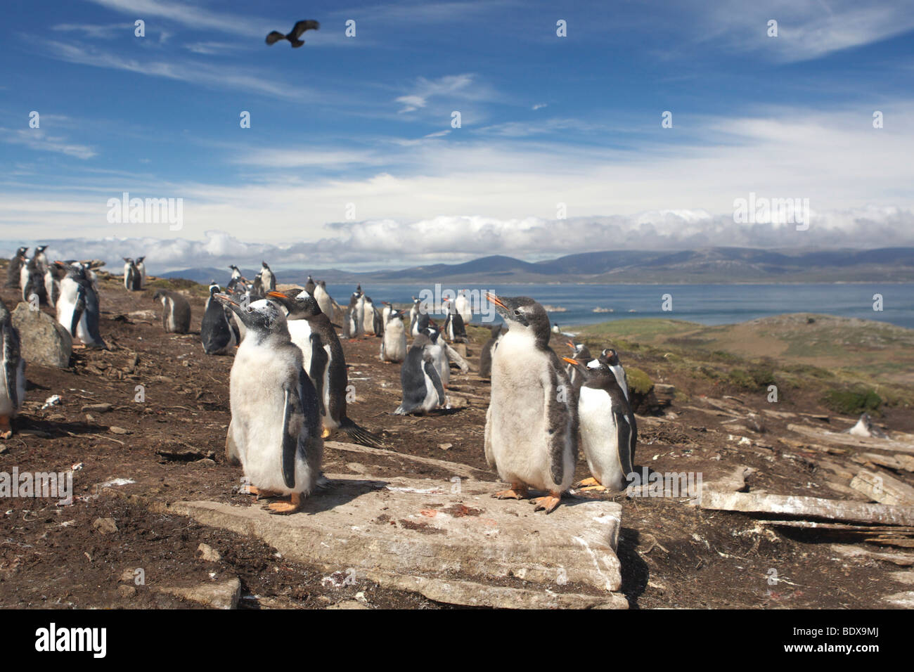 Gentoo penguins (Pygoscelis papua), Carcass Island, Falkland Islands, South America Stock Photo
