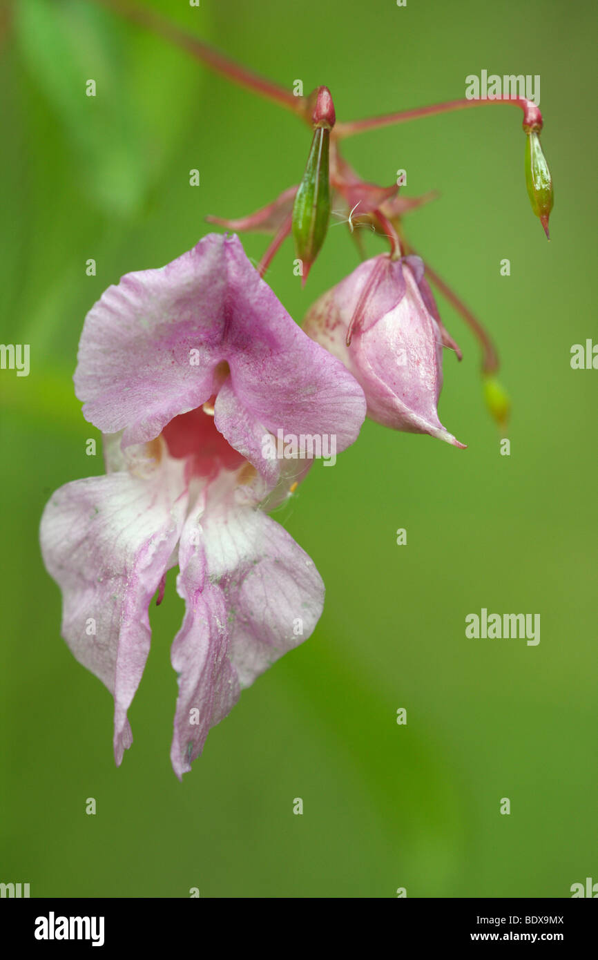 Himalayan balsam (Impatiens glandulifera) Stock Photo