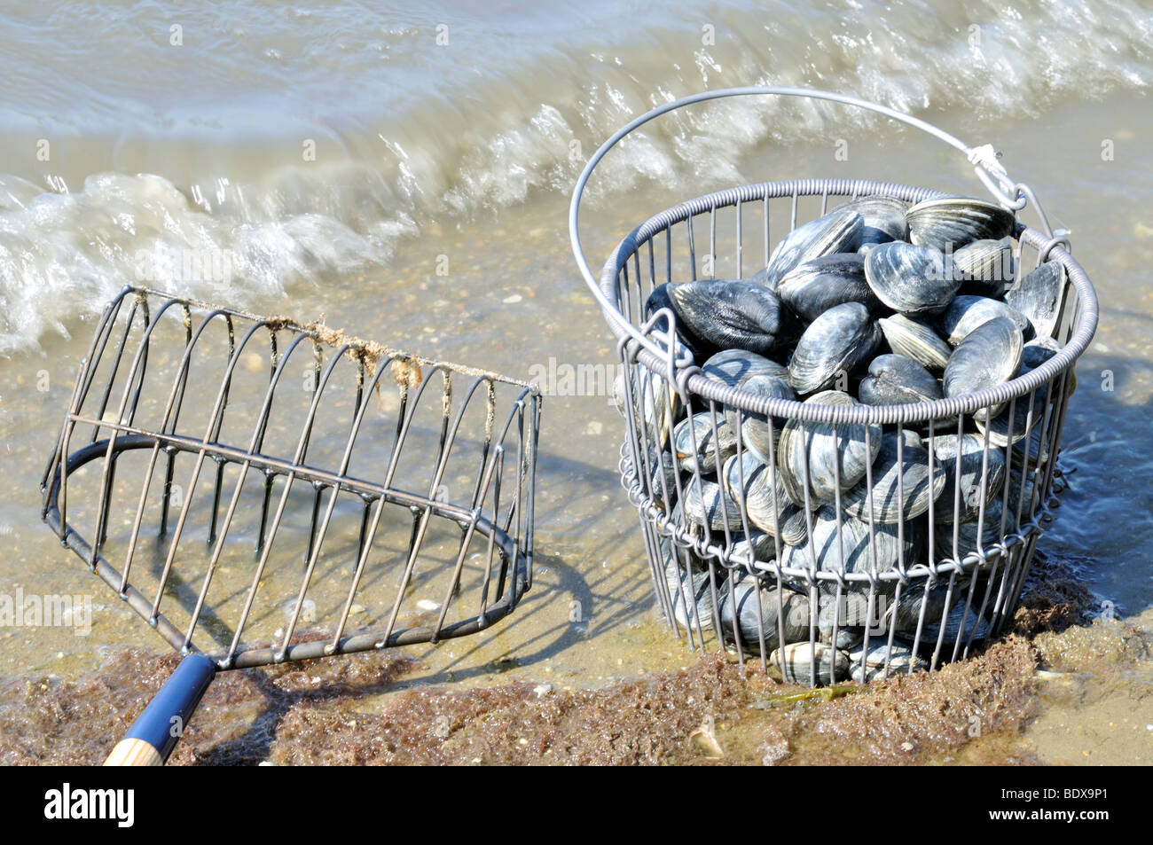 Clamming rake and bucket of freshly harvested quohog clams at beach on Cape Cod Stock Photo