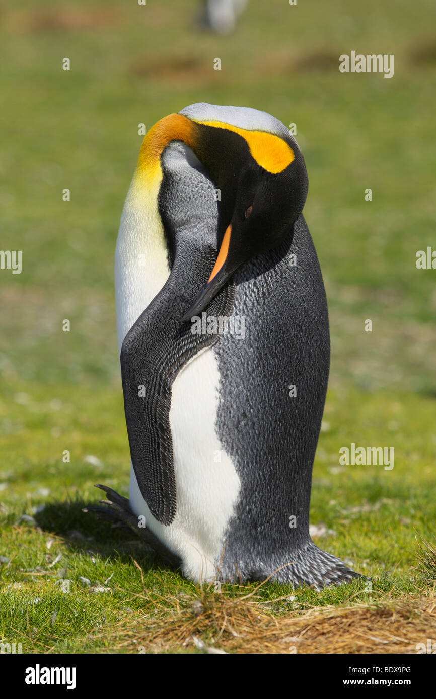 King Penguin (Aptenodytes patagonicus) at Volunteer Point, Falkland Islands Stock Photo