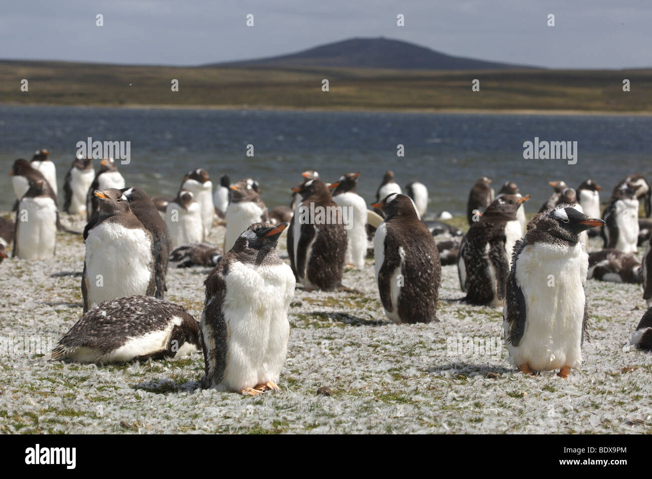 Gentoo Penguins (Pygoscelis papua), Volunteer Point, Falkland Islands Stock Photo