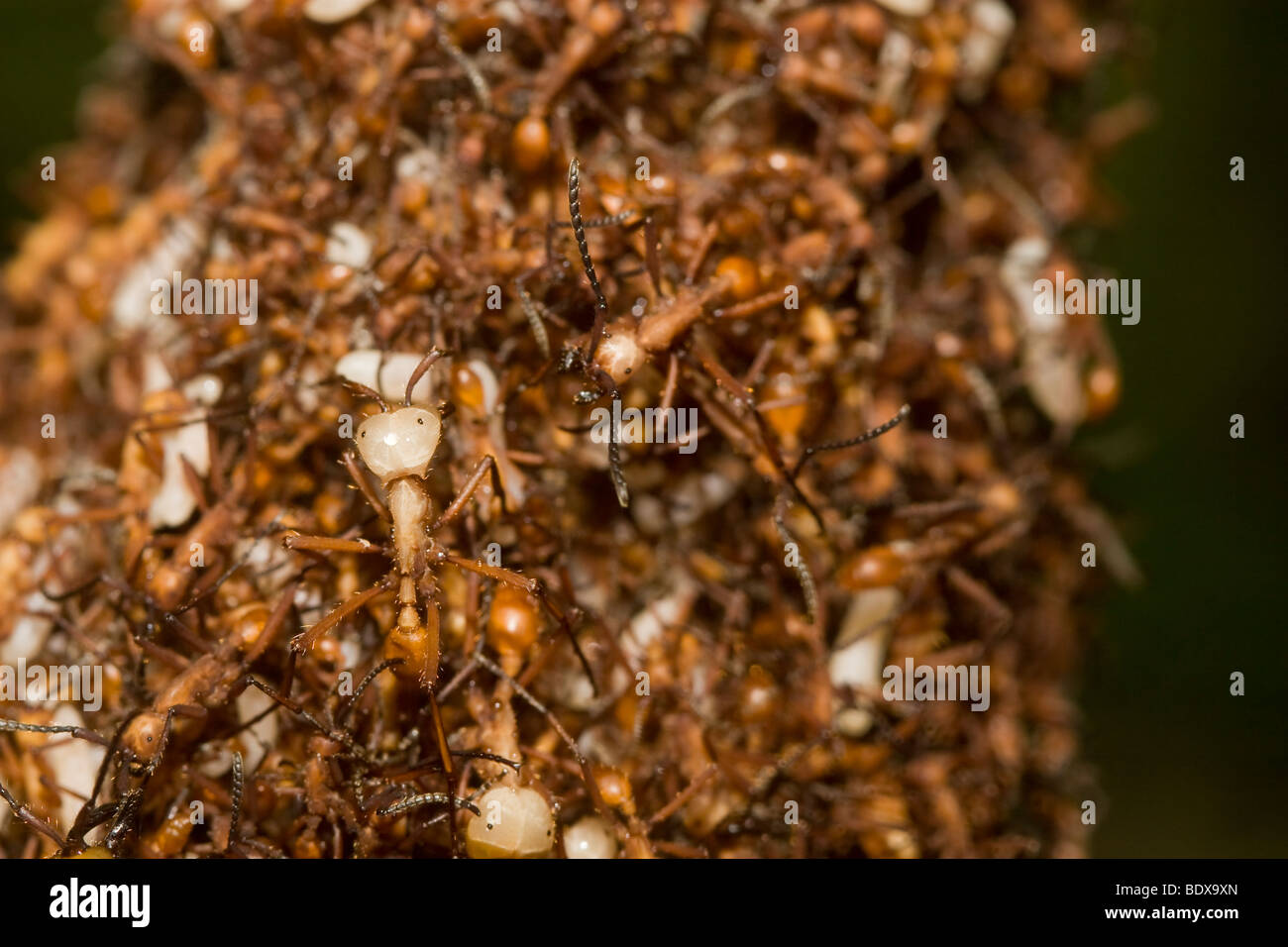 Close-up of an army ant bivouac. Order Hymenoptera, family Formicidae. Photographed in Panama. Stock Photo