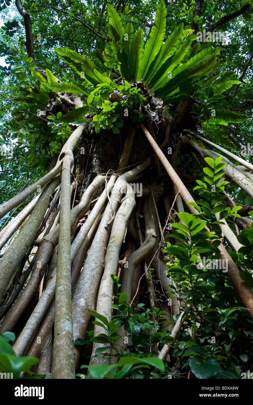 Worm's eye view of strangler figs and bird'snest ferns grow on a