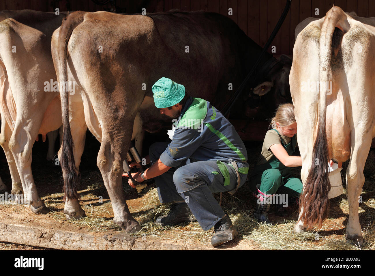 Farmer and girl milking cows, Alpe Vermunt, Grossvermunt, Montafon, Vorarlberg, Austria, Europe Stock Photo