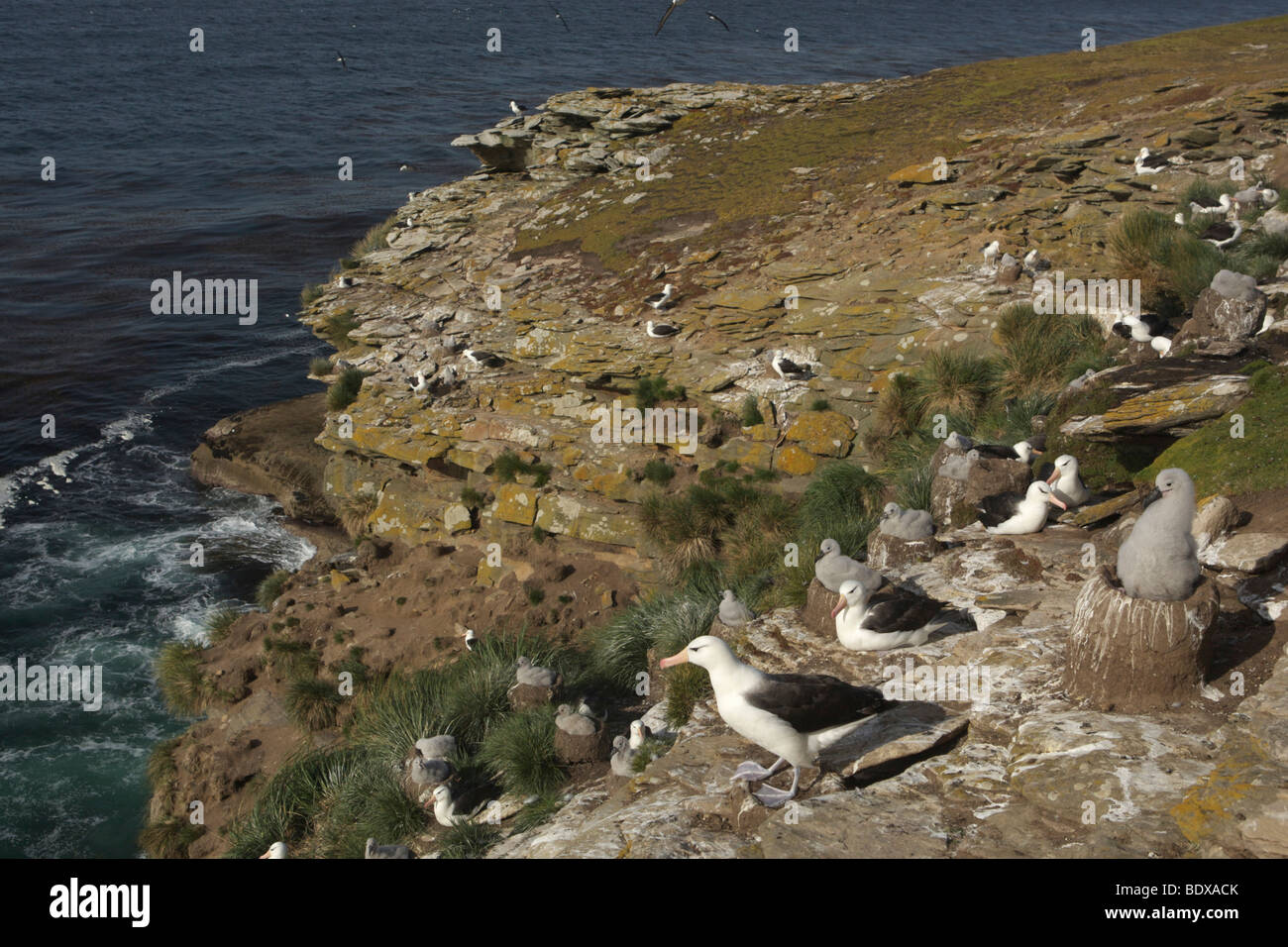 Black-browed Albatrosses or Black-browed Mollymawks (Diomedea melanophris), Falkland Islands, South America Stock Photo