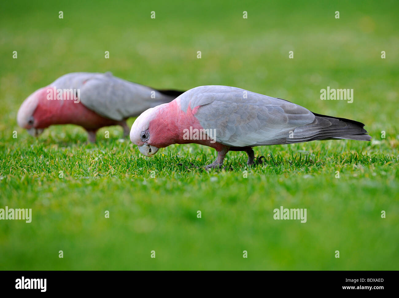 Galahs, also known as the Rose-breasted Cockatoo, Galah Cockatoo, Roseate Cockatoo or Pink and Grey (Eolophus roseicapilla), gr Stock Photo