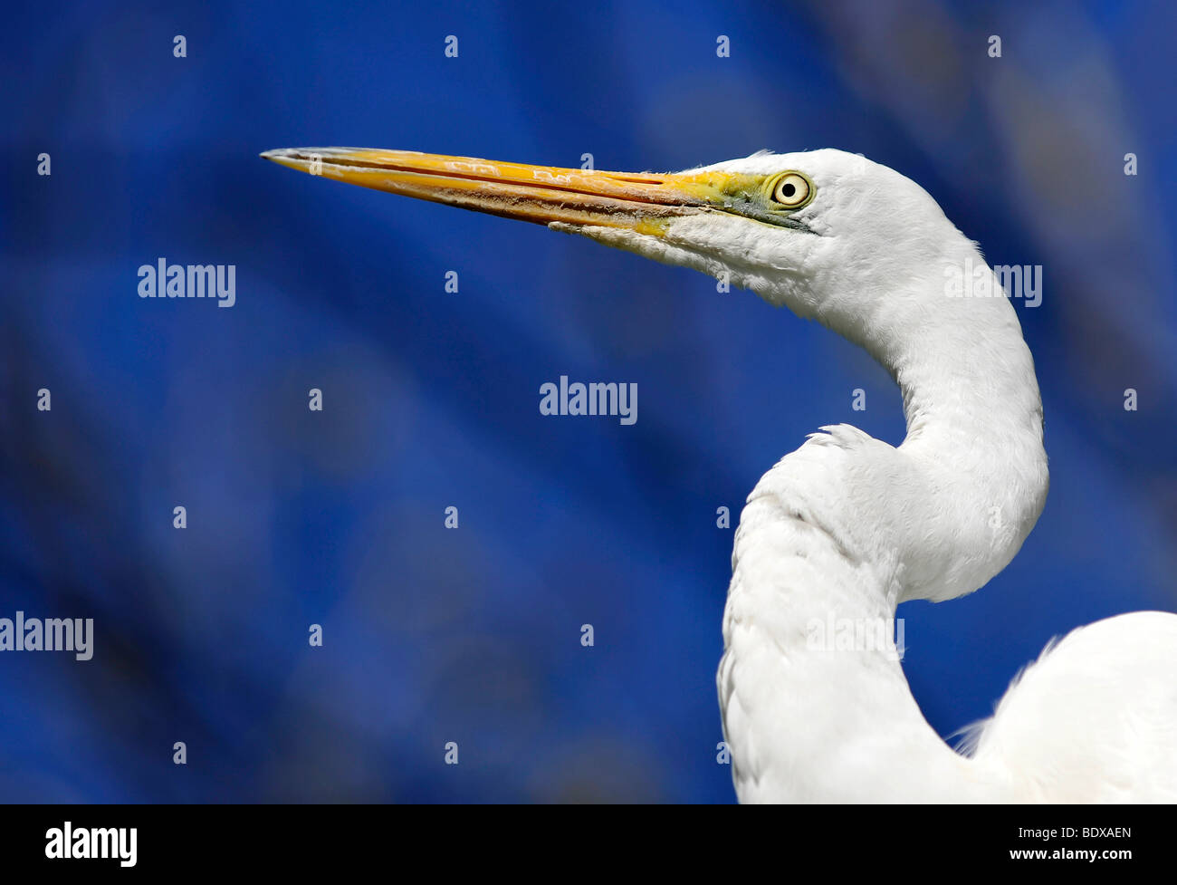 Intermediate Egret, also Median or Yellow-billed Egret (Ardea intermedia), Australia Stock Photo