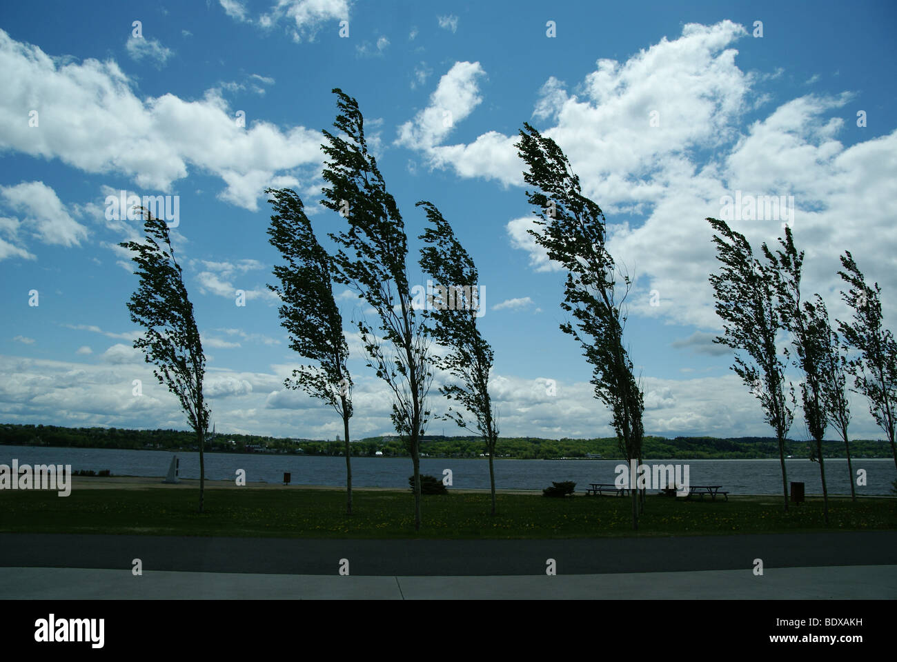 Trees swaying in wind hi-res stock photography and images - Alamy