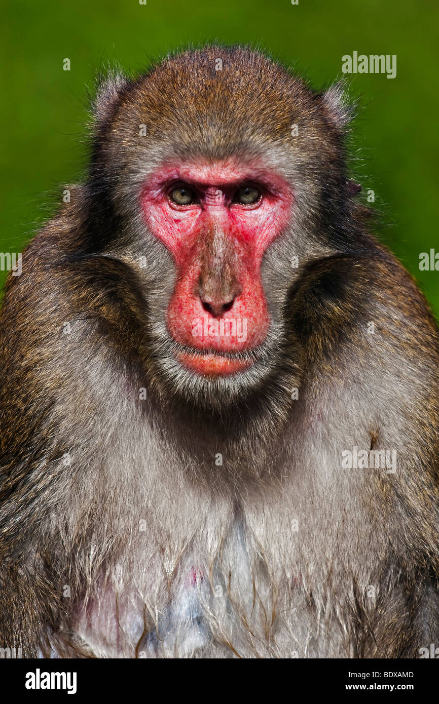 Japanese Macaque (Macaca fuscata) Stock Photo
