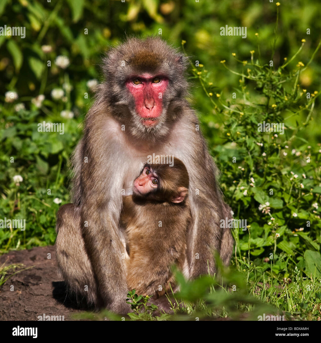 Japanese Macaque (Macaca fuscata) with baby Stock Photo