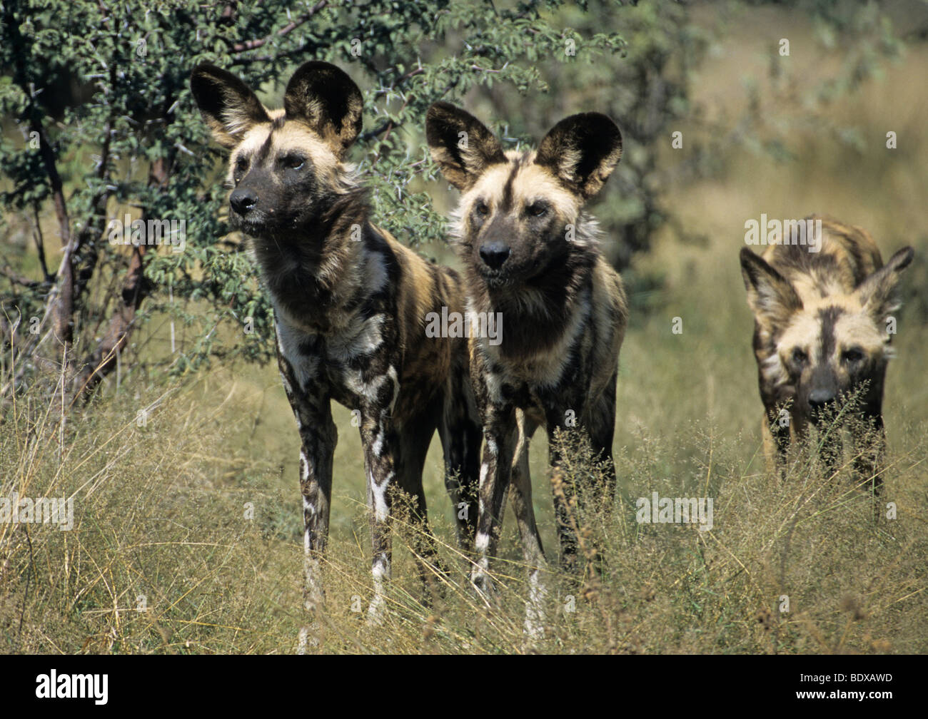 African wild dogs (Lycaon pictus), Namibia, Africa Stock Photo