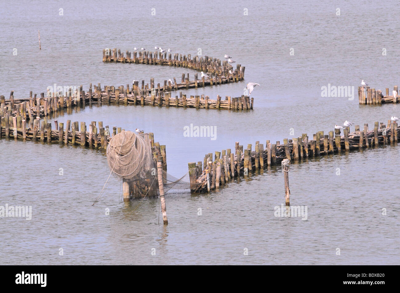 Herring fences in Kappeln on the Schlei river, Schleswig-Holstein, northern Germany, Germany, Europe Stock Photo