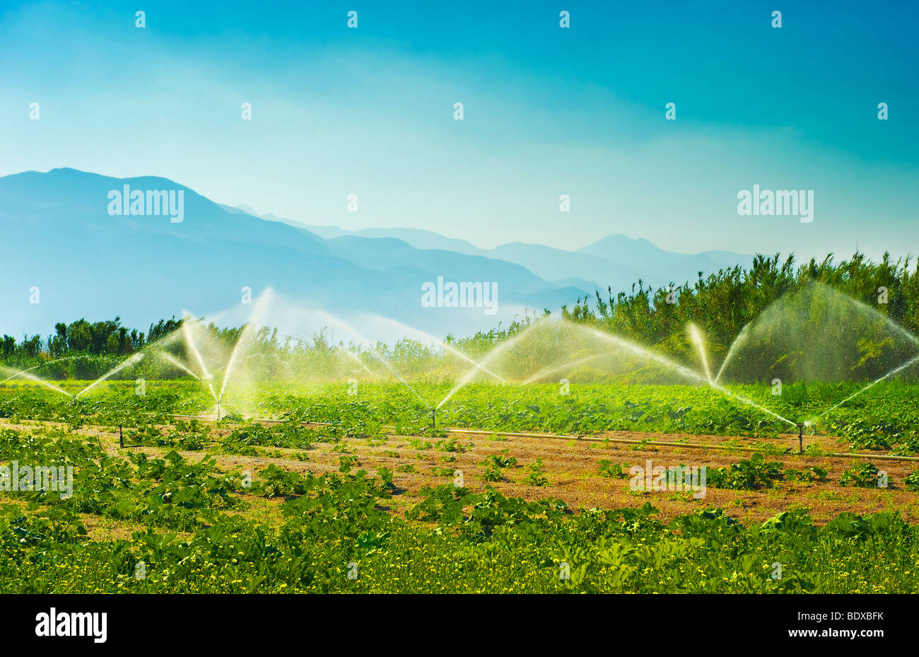 Irrigation Stock Photo