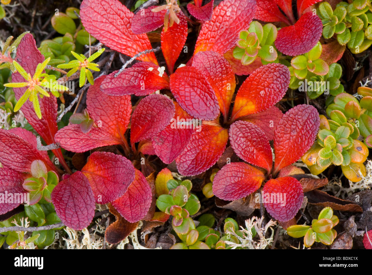 Tundra Biome Plants Names