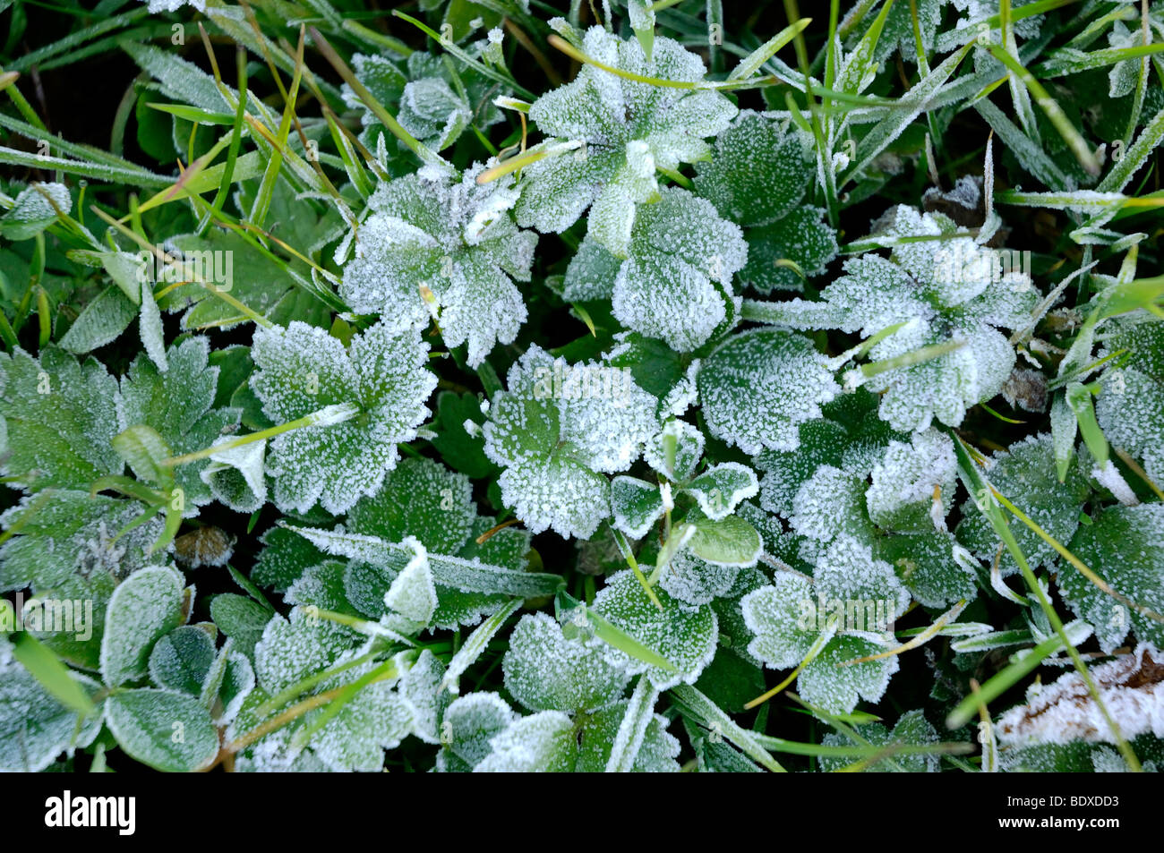 Meadow with frost on grass and leaves Stock Photo