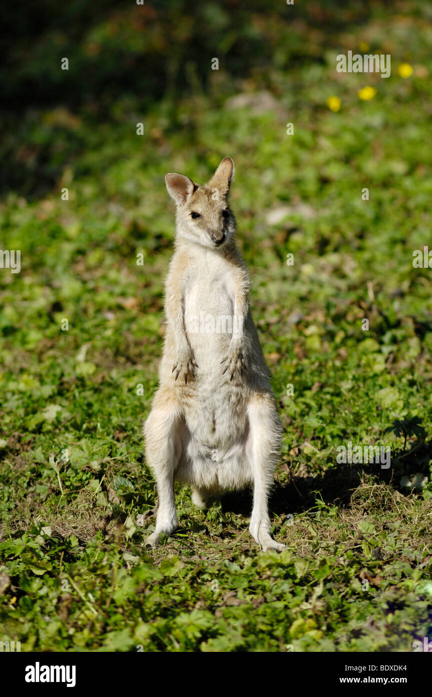 Agile Wallaby or Sandy Wallaby (Macropus agilis), Tierpark Hellabrunn zoo, Munich, Upper Bavaria, Bavaria, Germany, Europe Stock Photo