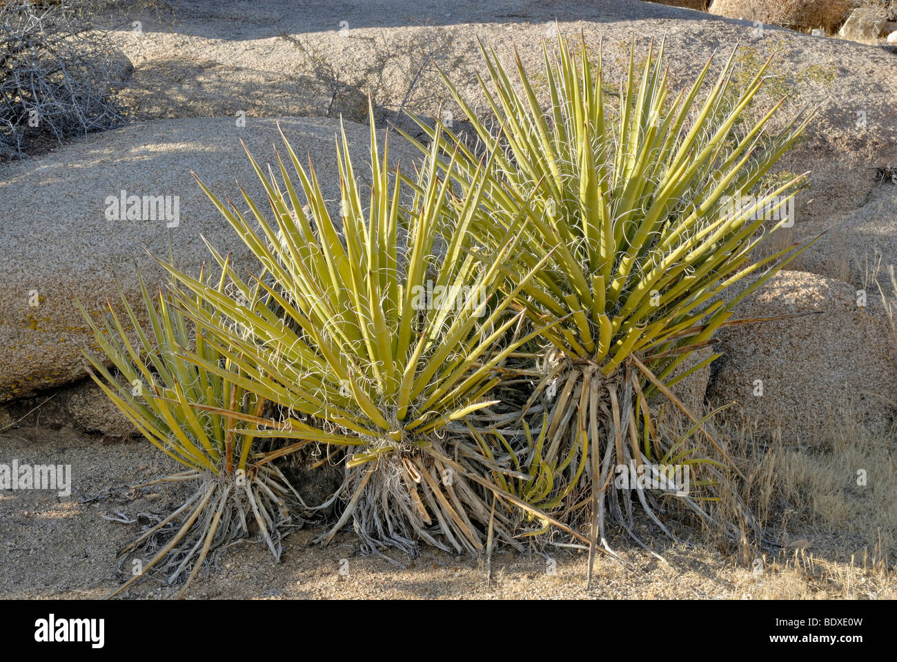 Navajo Yucca (Yucca baileyi), Joshua Tree National Park, Palm Desert, Southern California, USA Stock Photo