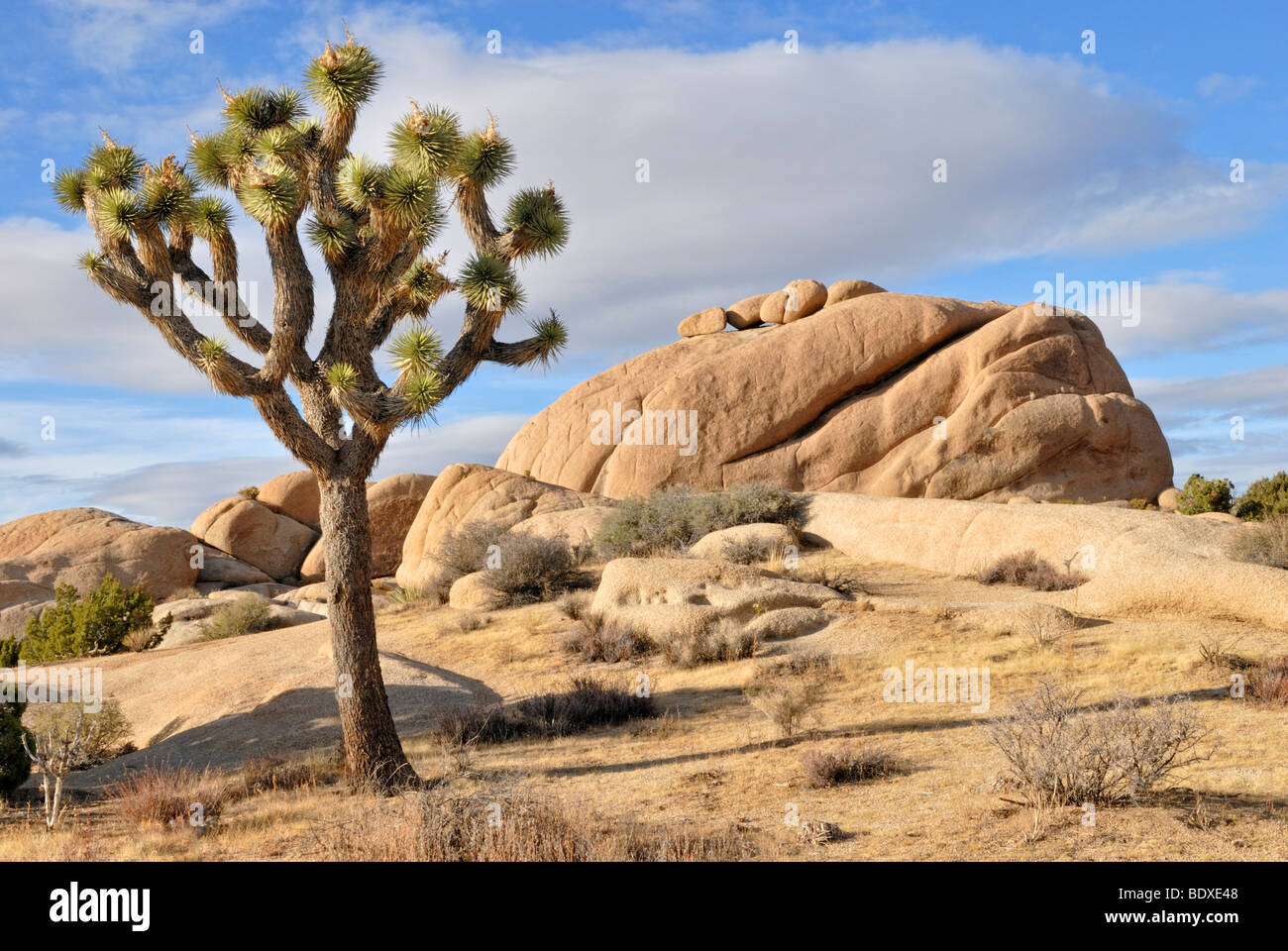 Joshua tree, Yucca palm, or Tree yucca (Yucca brevifolia) in front of monzogranite formation, Joshua Tree National Park, Palm D Stock Photo