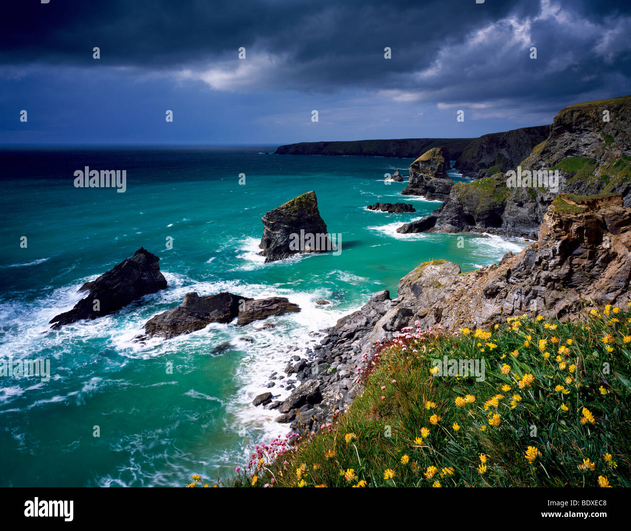 Spring flowers on the cliff top overlooking Bedruthan Steps on the