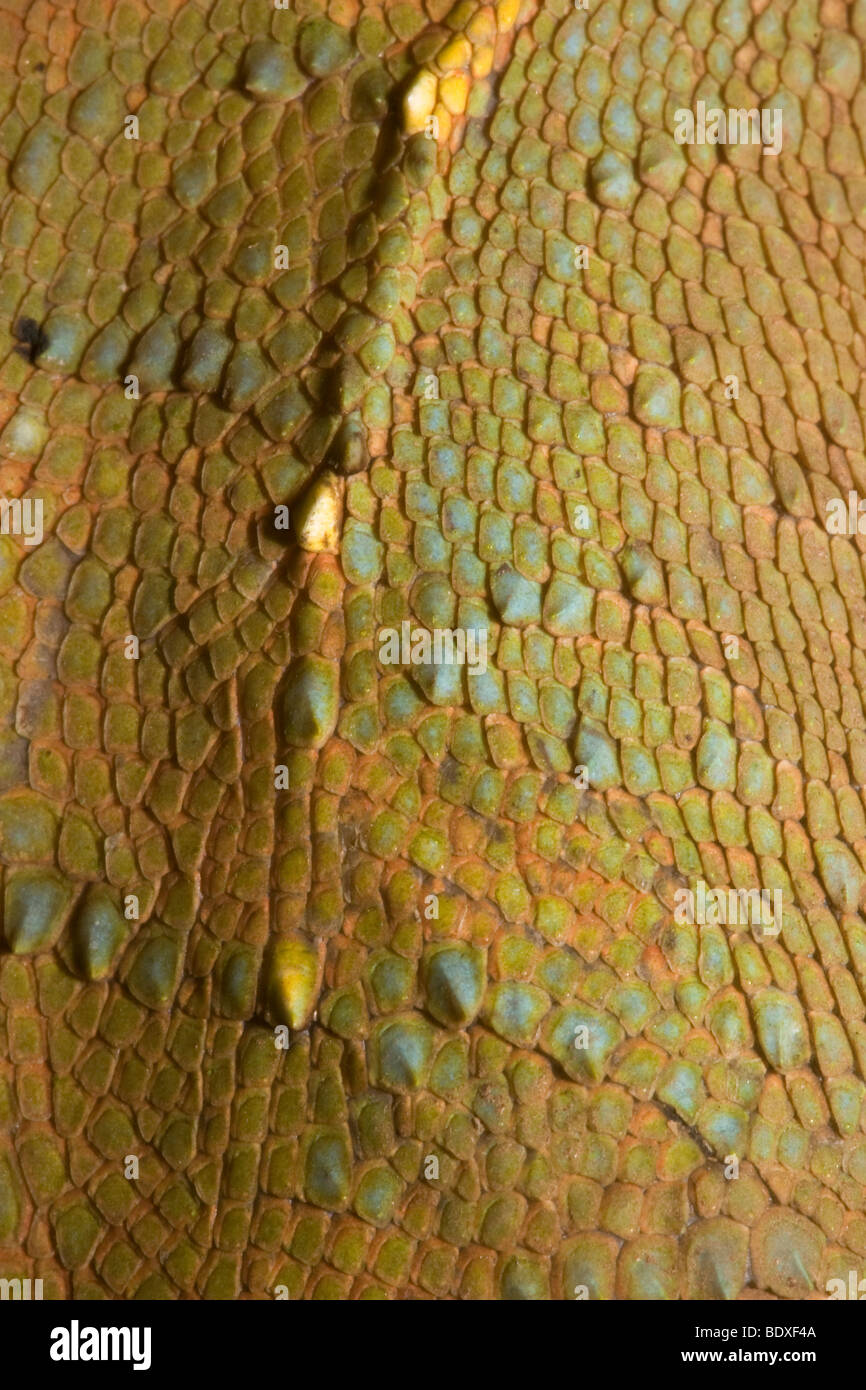 Close-up of the skin of a helmeted iguana (a.k.a., casque-headed lizard, Corytophanes cristatus), perched on a branch. Stock Photo
