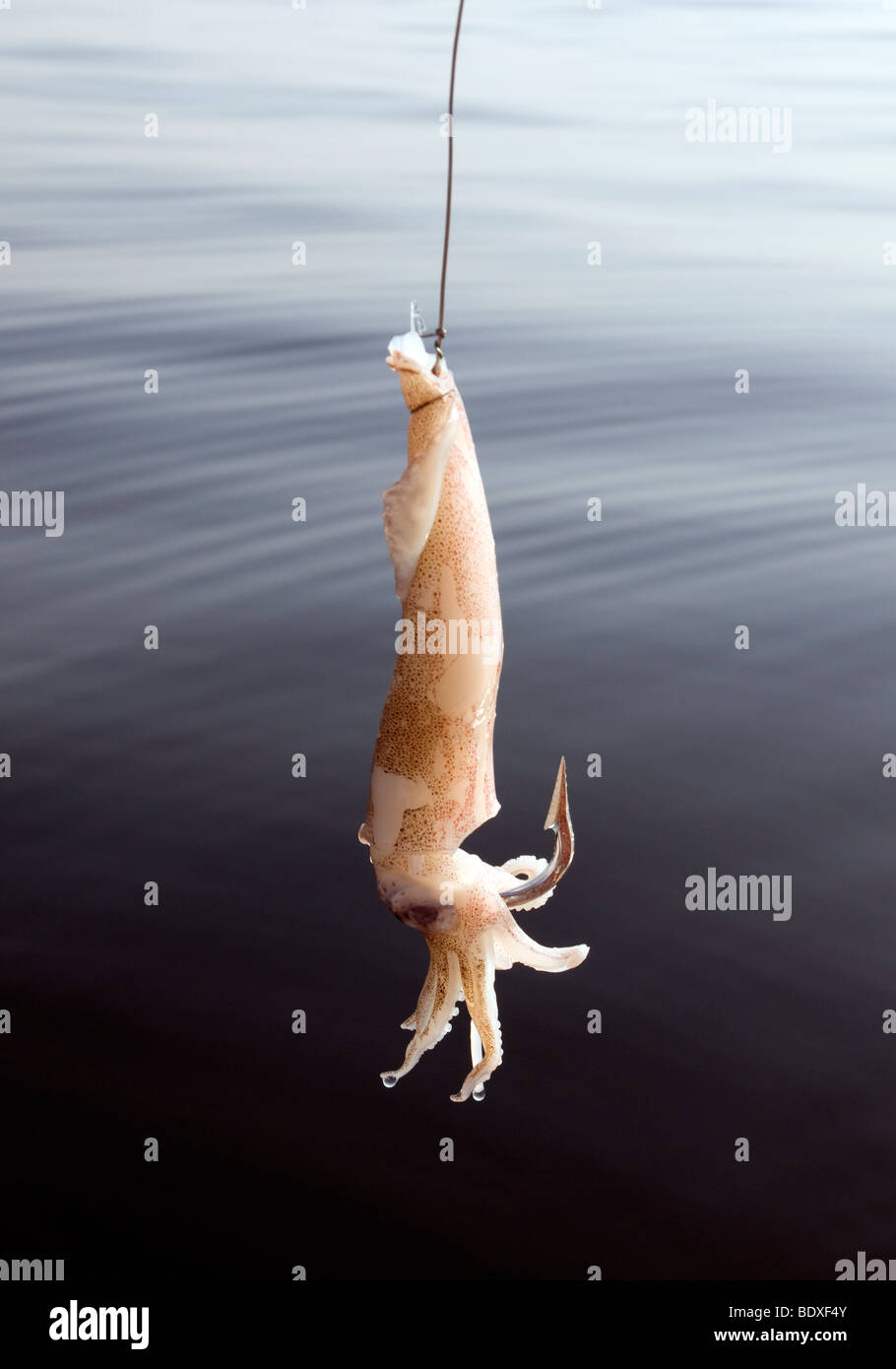 A dead squid threaded through a large fish hook becomes ideal shark bait  Stock Photo - Alamy