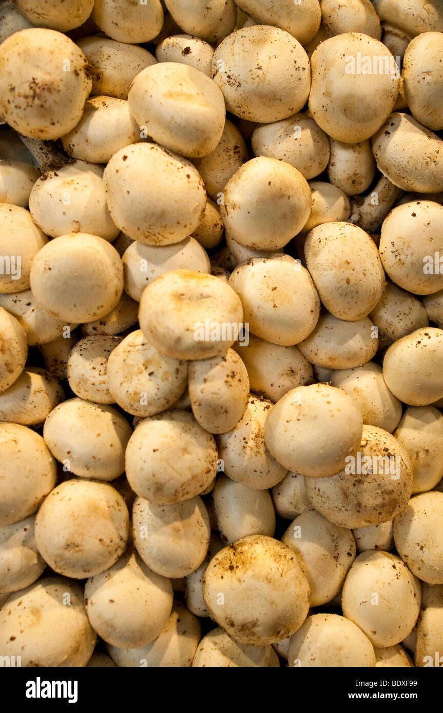 Mushrooms at a stand in the Boqueria Market, in Barcelona, Spain Stock